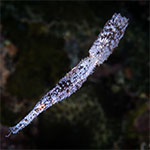 Solenostomus cyanopterus